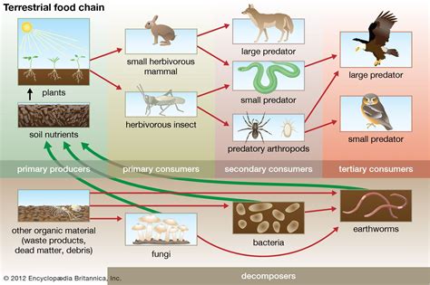 are decomposers more similar to producers or consumers